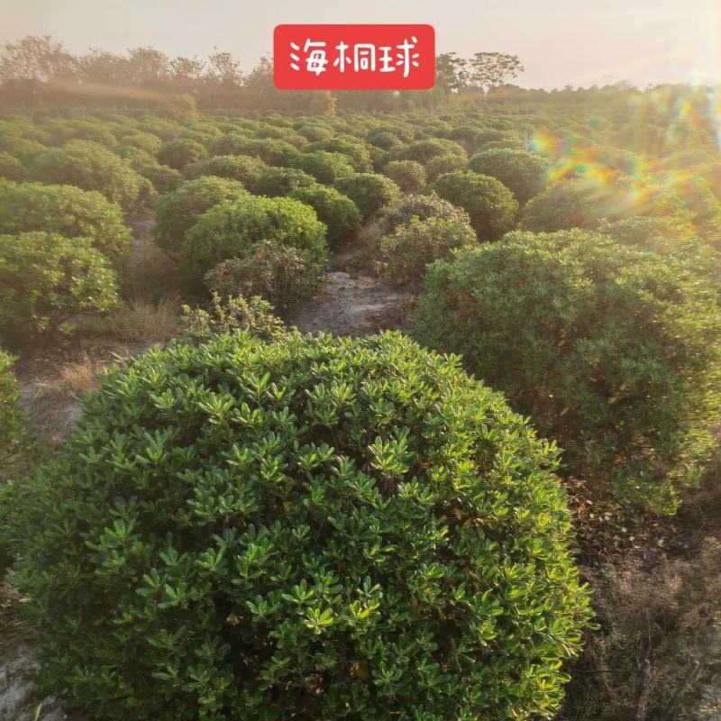 海桐球大量海桐树苗球苗工程绿化苗规格齐全
