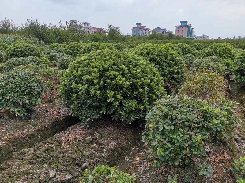 海桐球大量海桐树苗球苗工程绿化苗规格齐全