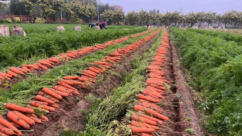 胡萝卜产地一手货源，可长期供应…………………………