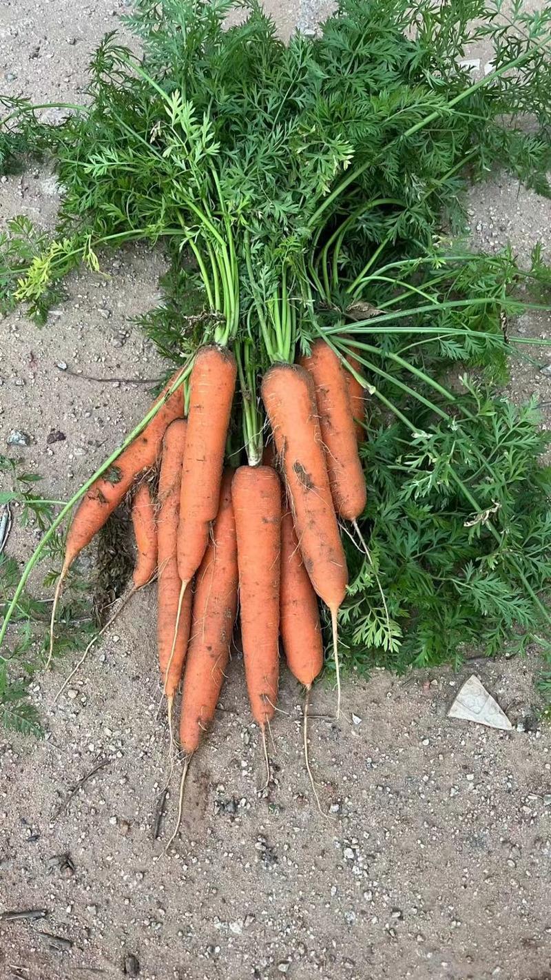 胡萝卜产地一手货源，可长期供应…………………………