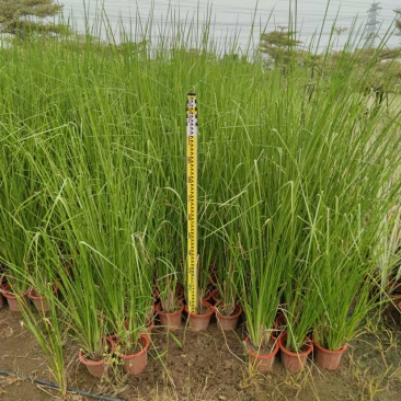 2302基地供应香根草盆栽地苗护坡生态防治草坪