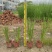 2302基地供应香根草盆栽地苗护坡生态防治草坪