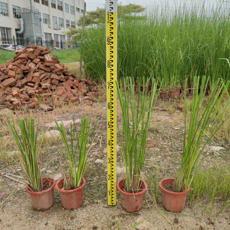 2302基地供应香根草盆栽地苗护坡生态防治草坪