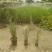 2302基地供应香根草盆栽地苗护坡生态防治草坪