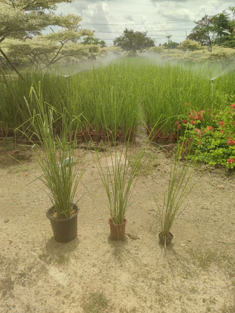 2302基地供应香根草盆栽地苗护坡生态防治草坪
