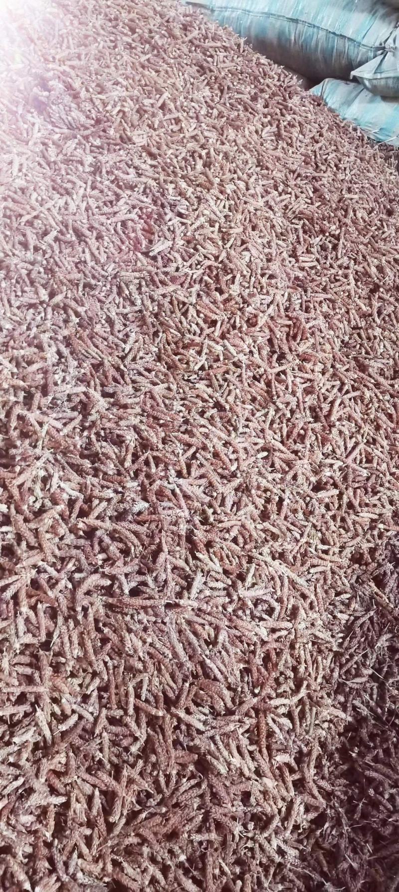 夏枯球