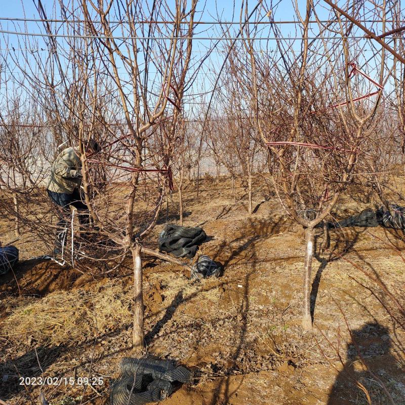 珍珠油杏4公分5公分6公分珍珠油杏树苗