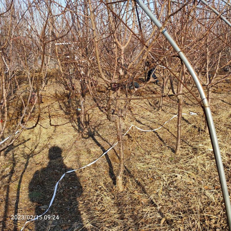 珍珠油杏4公分5公分6公分珍珠油杏树苗