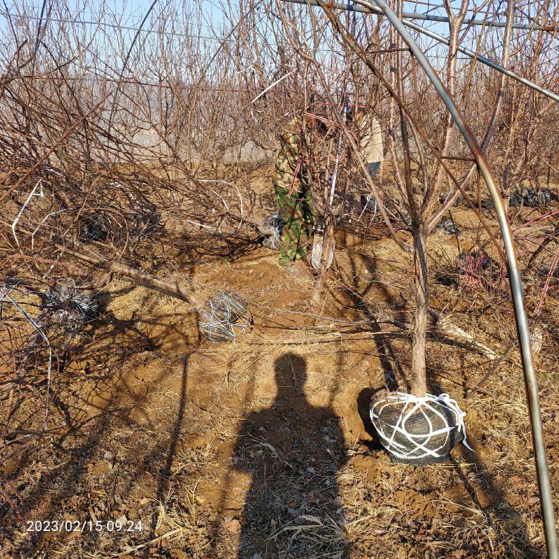 珍珠油杏4公分5公分6公分珍珠油杏树苗