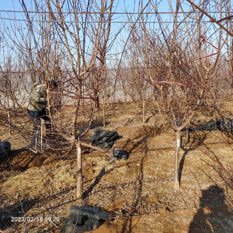 珍珠油杏4公分5公分6公分珍珠油杏树苗