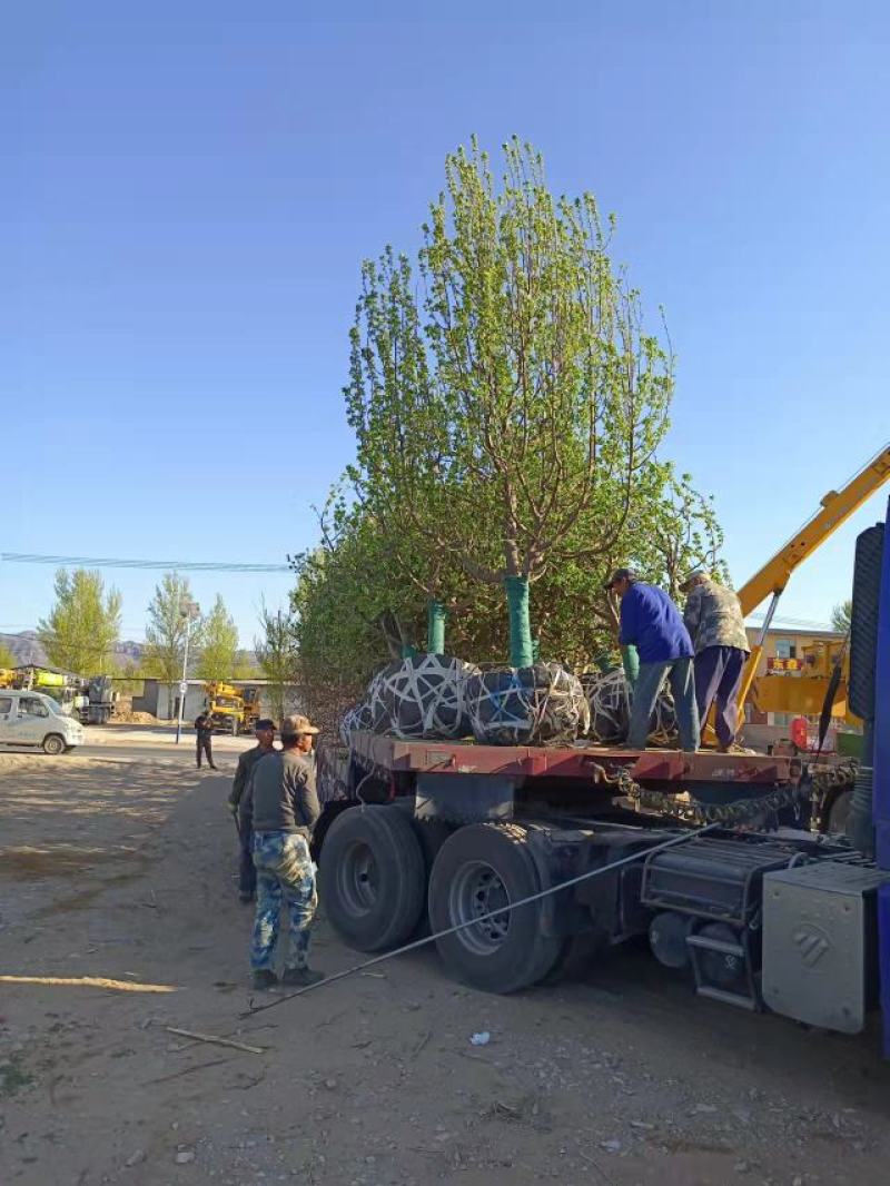 八棱海棠树地径1-50公分原产地货源品种纯正