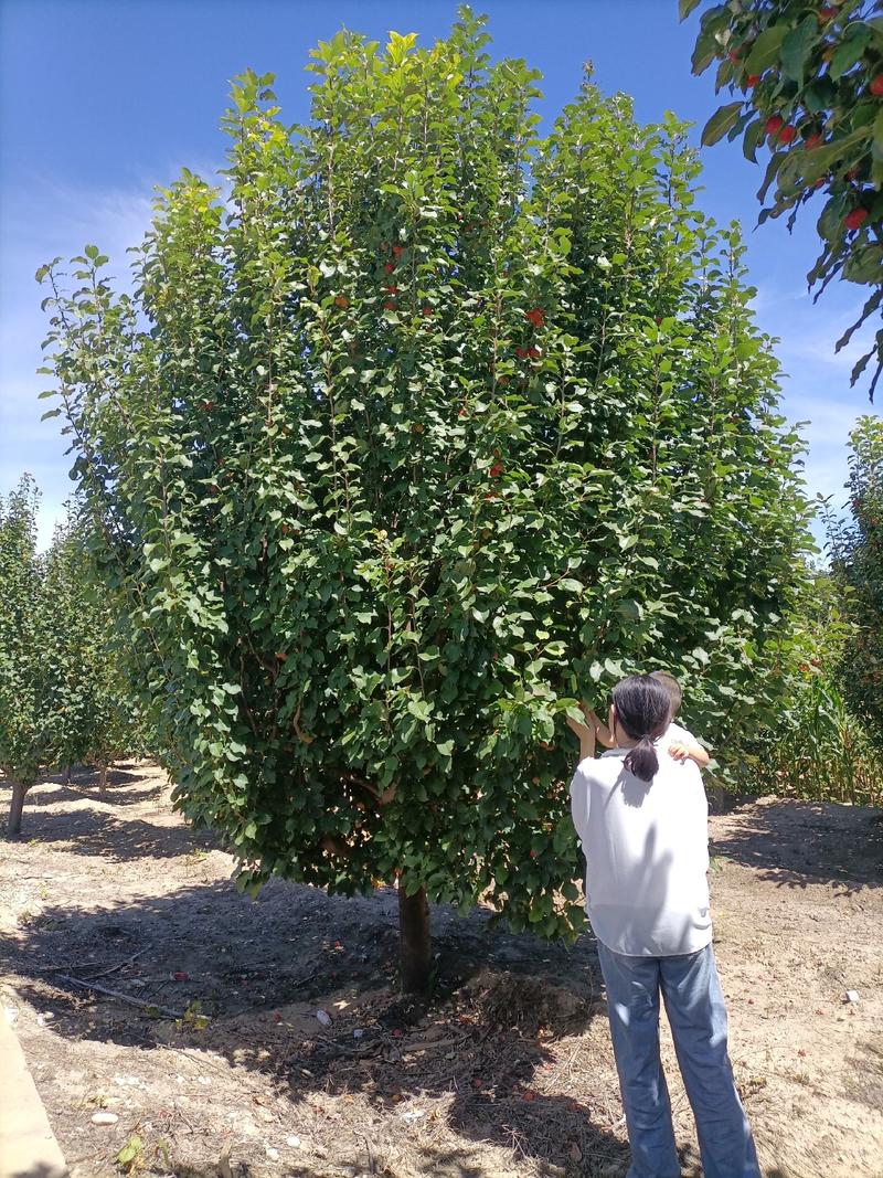 八棱海棠树地径1-50公分原产地货源品种纯正