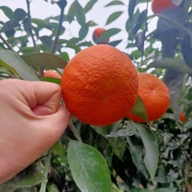 自家种植的沃柑，高山上的沃柑，口感质量都非常好