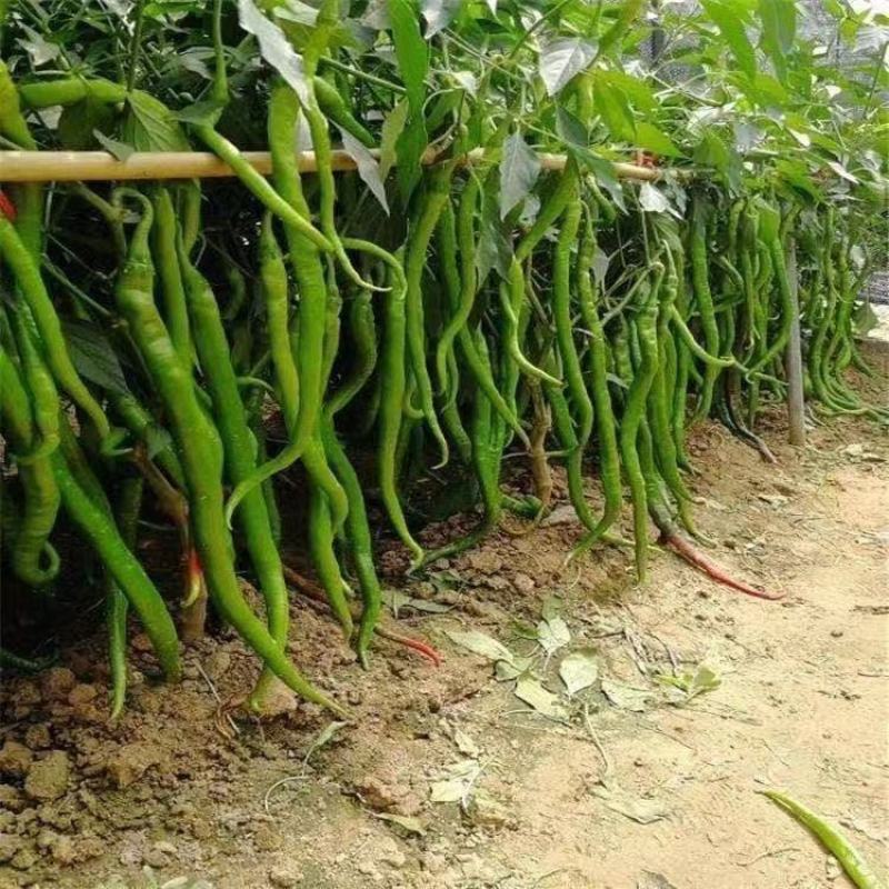 8号线椒苗3号线椒苗7号线椒苗包回收线椒8号苗
