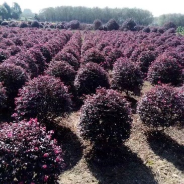 红花檵木球苗独杆苗杯苗大量工程树苗规格齐全