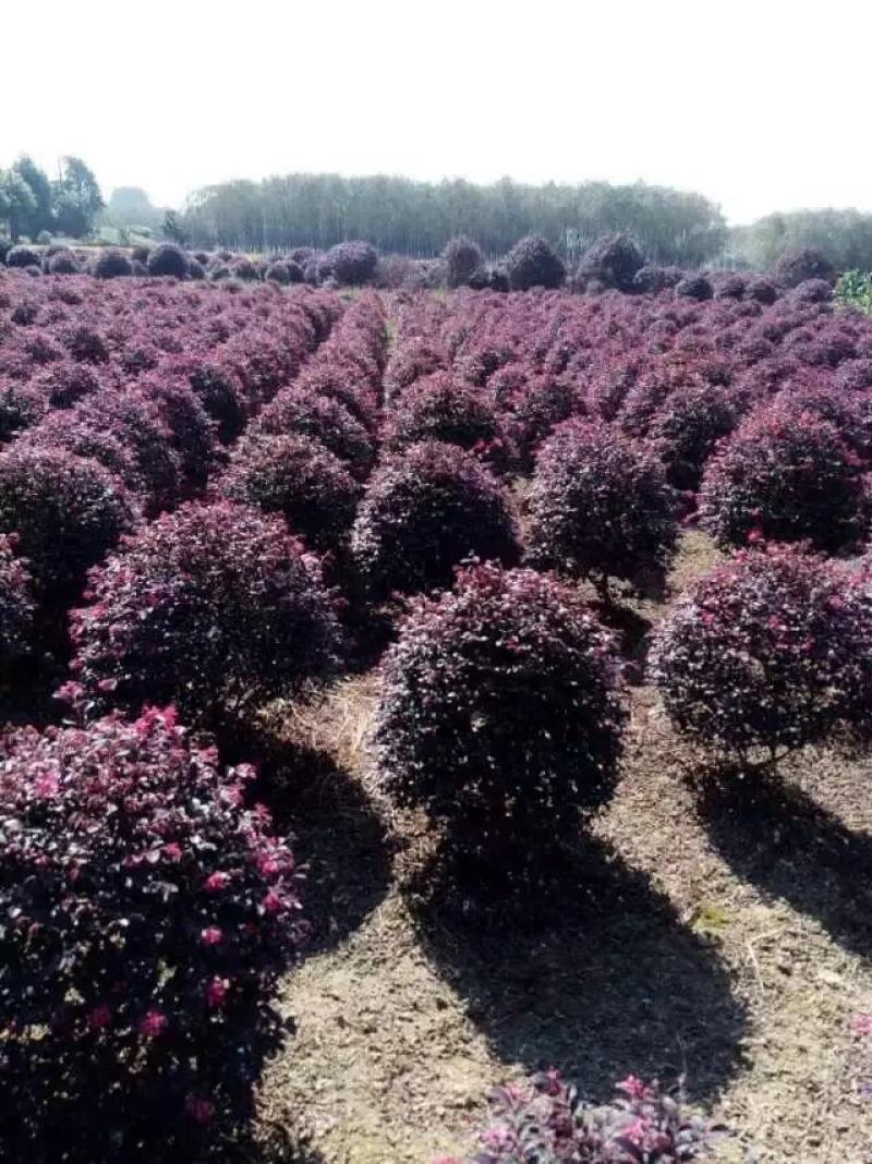 红花檵木球苗独杆苗杯苗大量工程树苗规格齐全