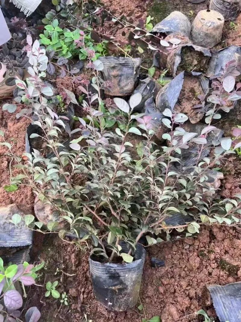 红花檵木球苗独杆苗杯苗大量工程树苗规格齐全