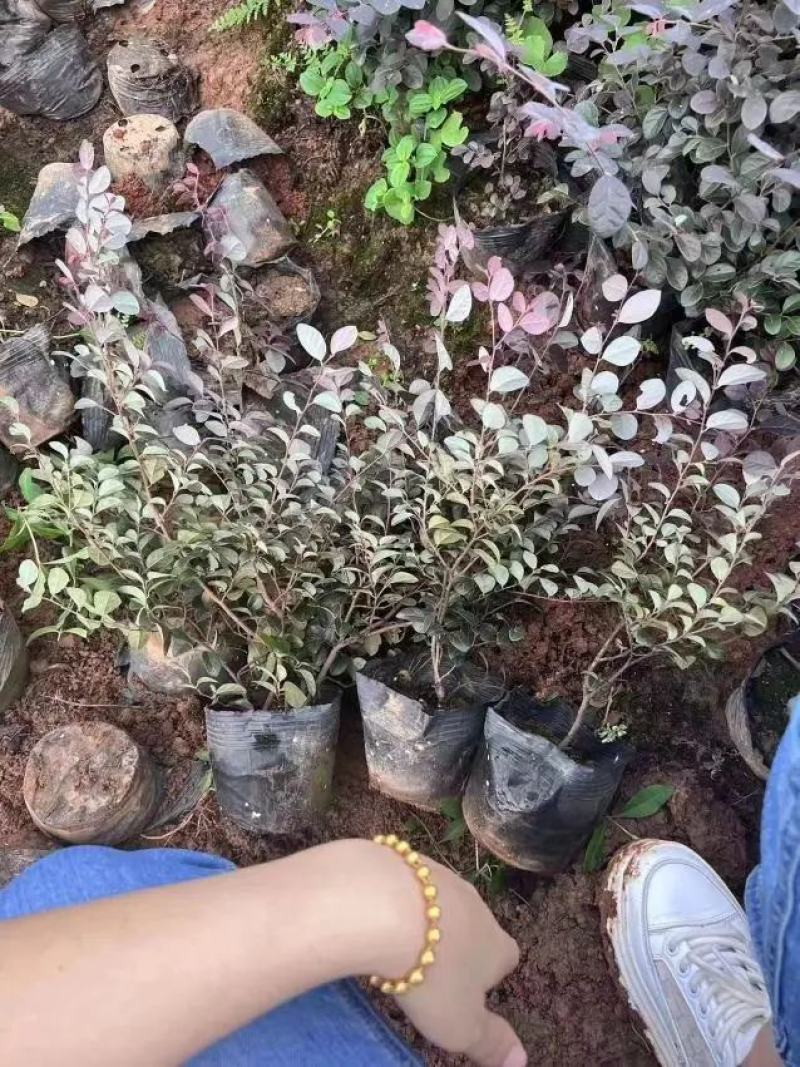 红花檵木球苗独杆苗杯苗大量工程树苗规格齐全