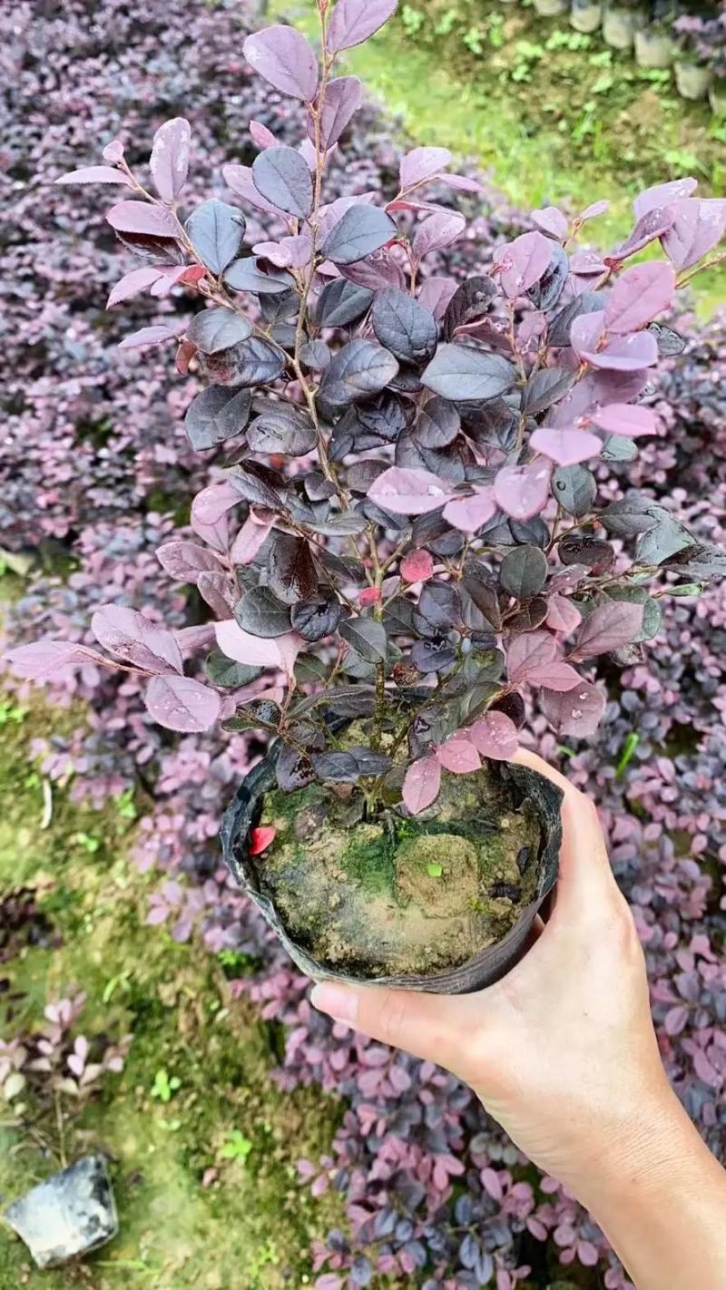 红花檵木球苗独杆苗杯苗大量工程树苗规格齐全