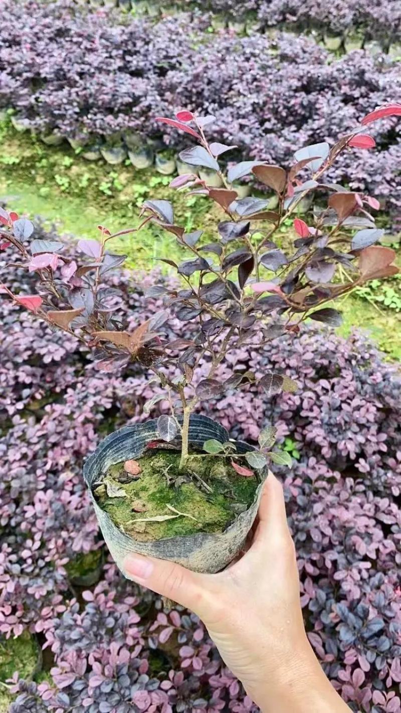 红花檵木球苗独杆苗杯苗大量工程树苗规格齐全