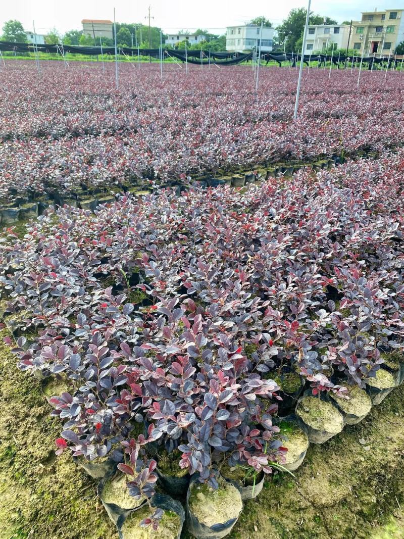 红花檵木球苗独杆苗杯苗大量工程树苗规格齐全