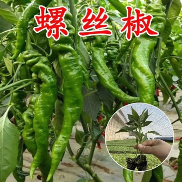 螺丝椒苗螺丝椒55号苗辣椒苗螺丝椒绿旋螺丝椒苗