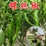 螺丝椒苗螺丝椒55号苗辣椒苗螺丝椒绿旋螺丝椒苗