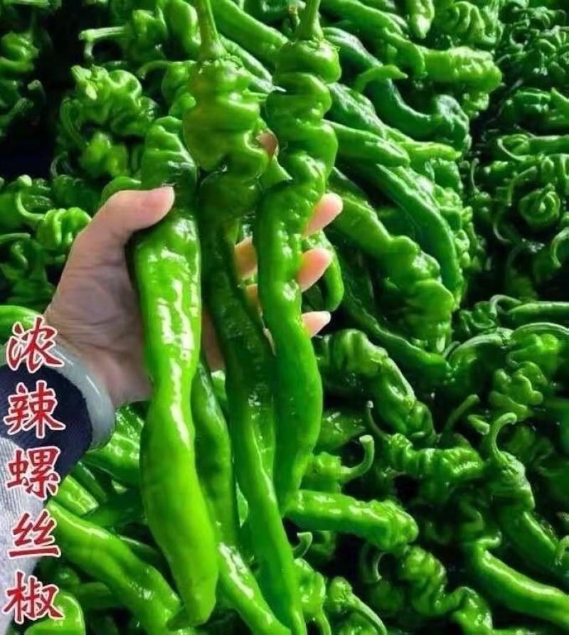 螺丝椒苗螺丝椒55号苗辣椒苗螺丝椒绿旋螺丝椒苗