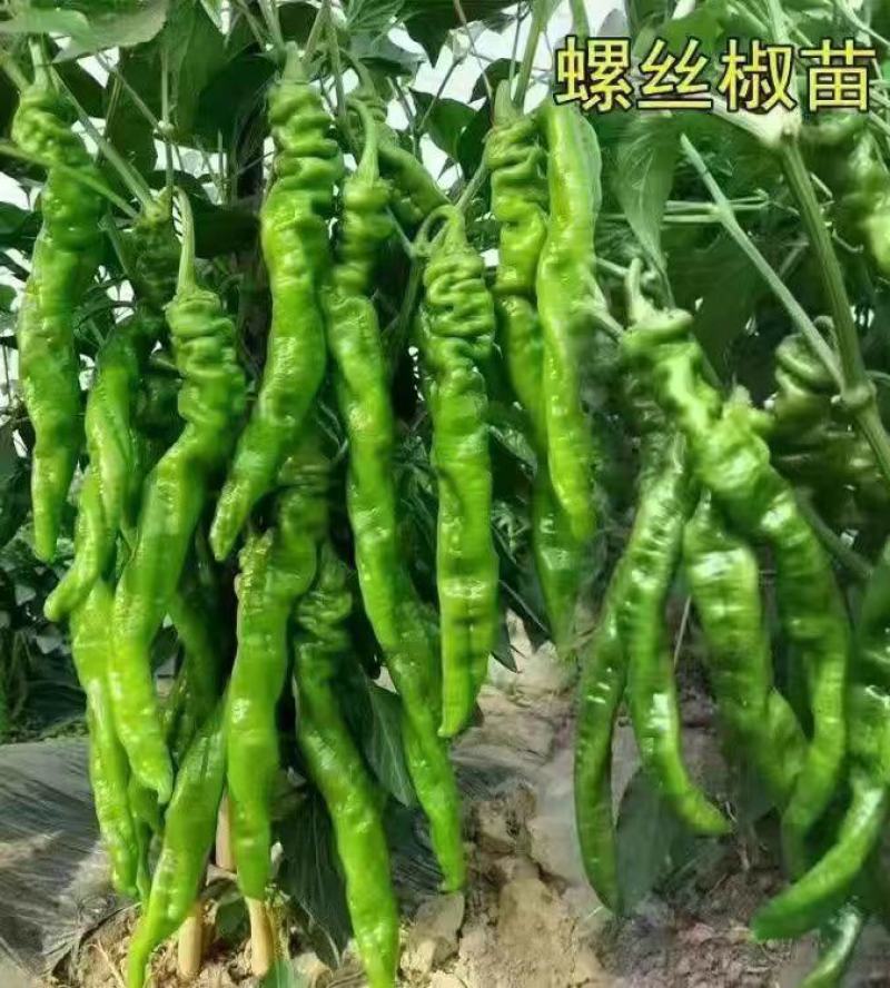 螺丝椒苗螺丝椒55号苗辣椒苗螺丝椒绿旋螺丝椒苗