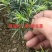 红豆杉树苗南方红豆杉曼蒂娅红豆杉规格齐全