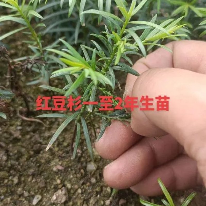红豆杉树苗南方红豆杉曼蒂娅红豆杉规格齐全