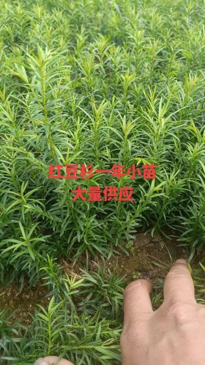 红豆杉树苗南方红豆杉曼蒂娅红豆杉规格齐全