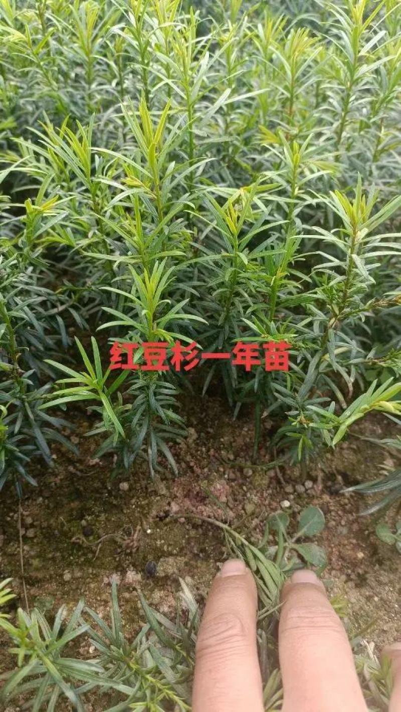 红豆杉树苗南方红豆杉曼蒂娅红豆杉规格齐全