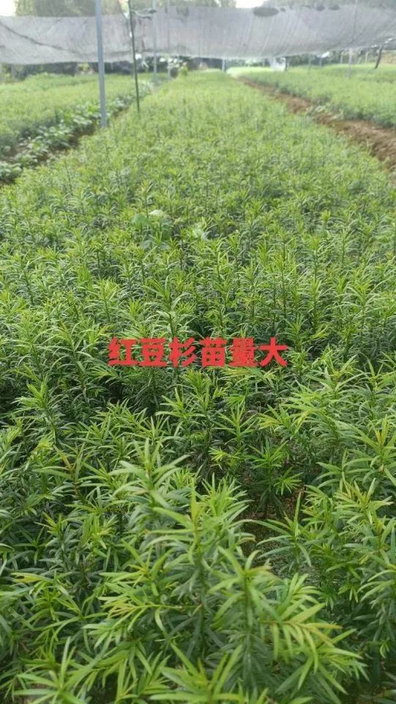 红豆杉树苗南方红豆杉曼蒂娅红豆杉规格齐全