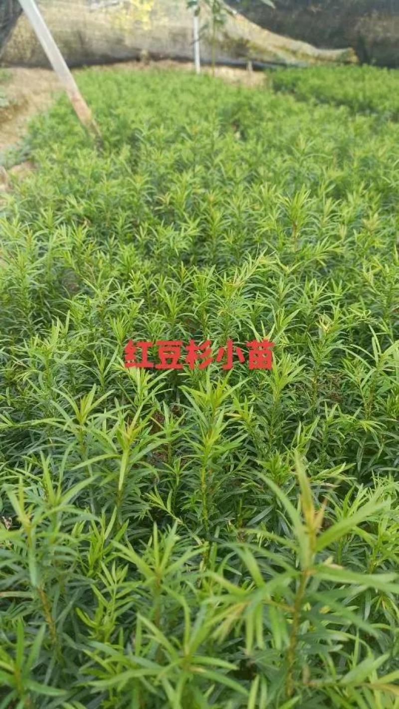 红豆杉树苗南方红豆杉曼蒂娅红豆杉规格齐全