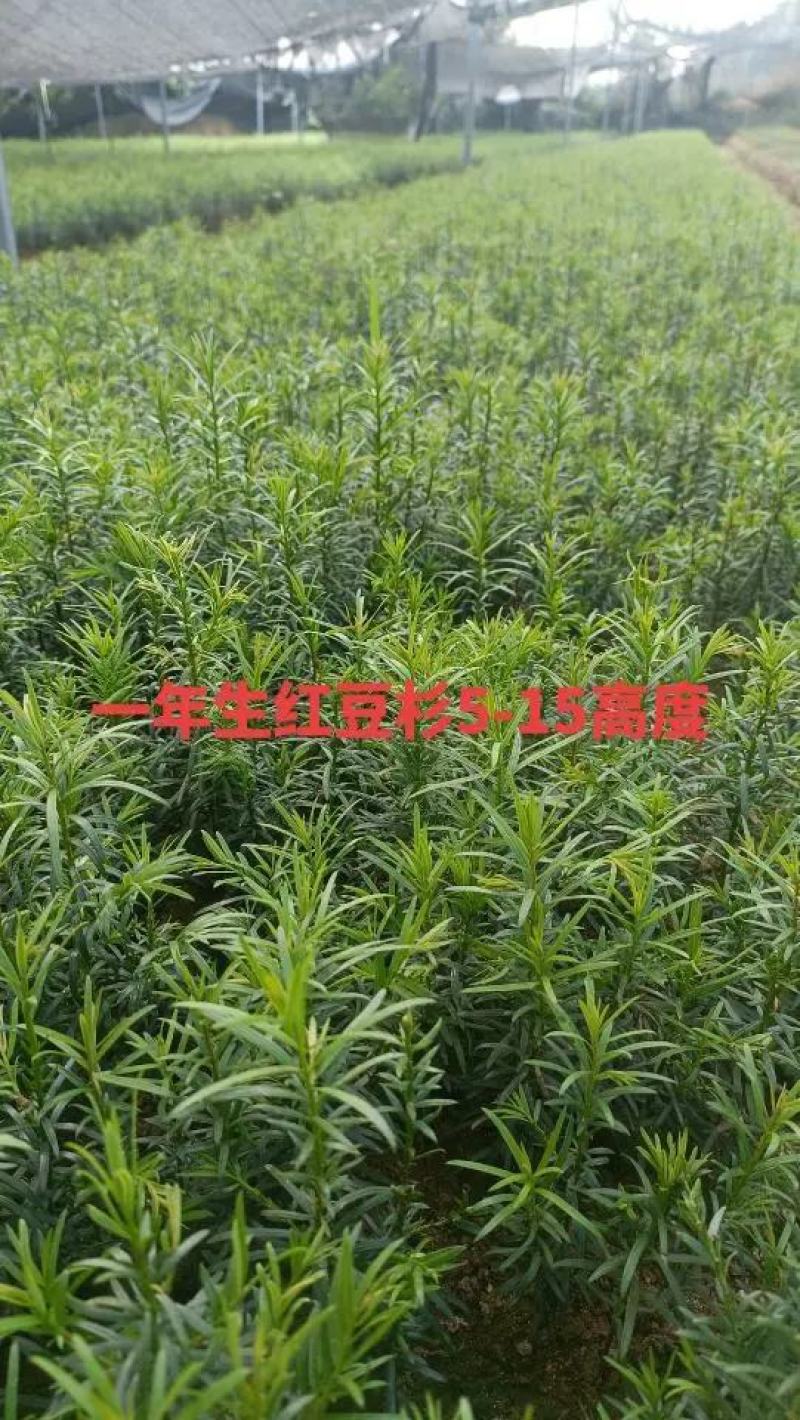 红豆杉树苗南方红豆杉曼蒂娅红豆杉规格齐全