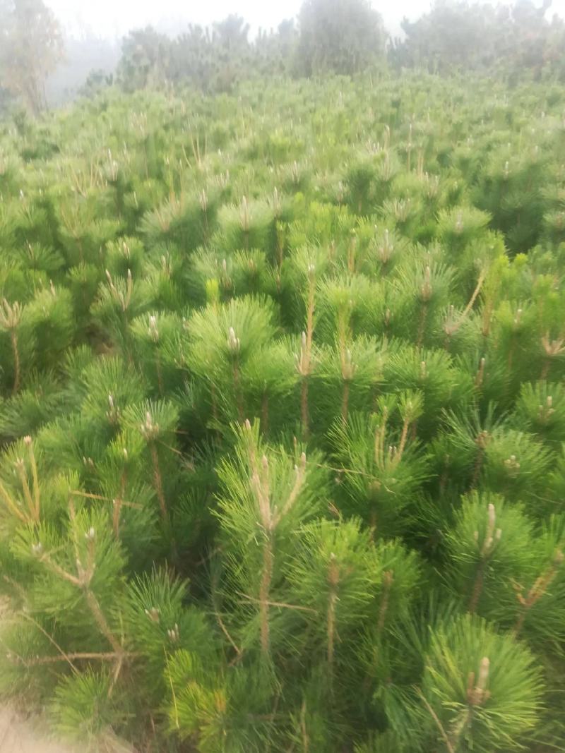 黑松苗黑松树苗规格齐全大量供应基地直发
