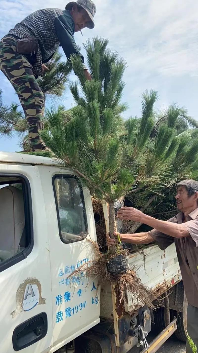 黑松苗黑松树苗规格齐全大量供应基地直发