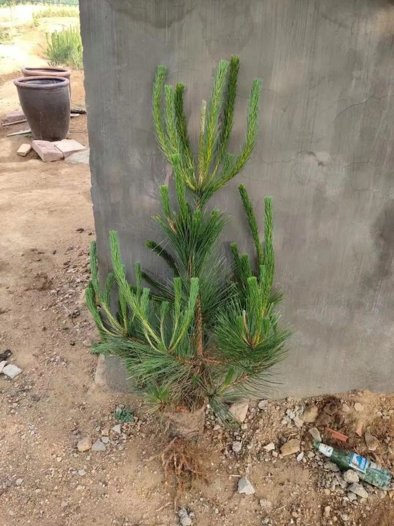 黑松苗黑松树苗规格齐全大量供应基地直发
