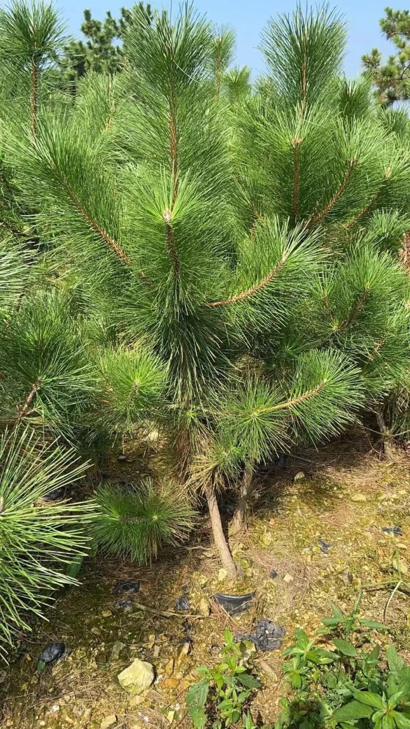 黑松苗黑松树苗规格齐全大量供应基地直发