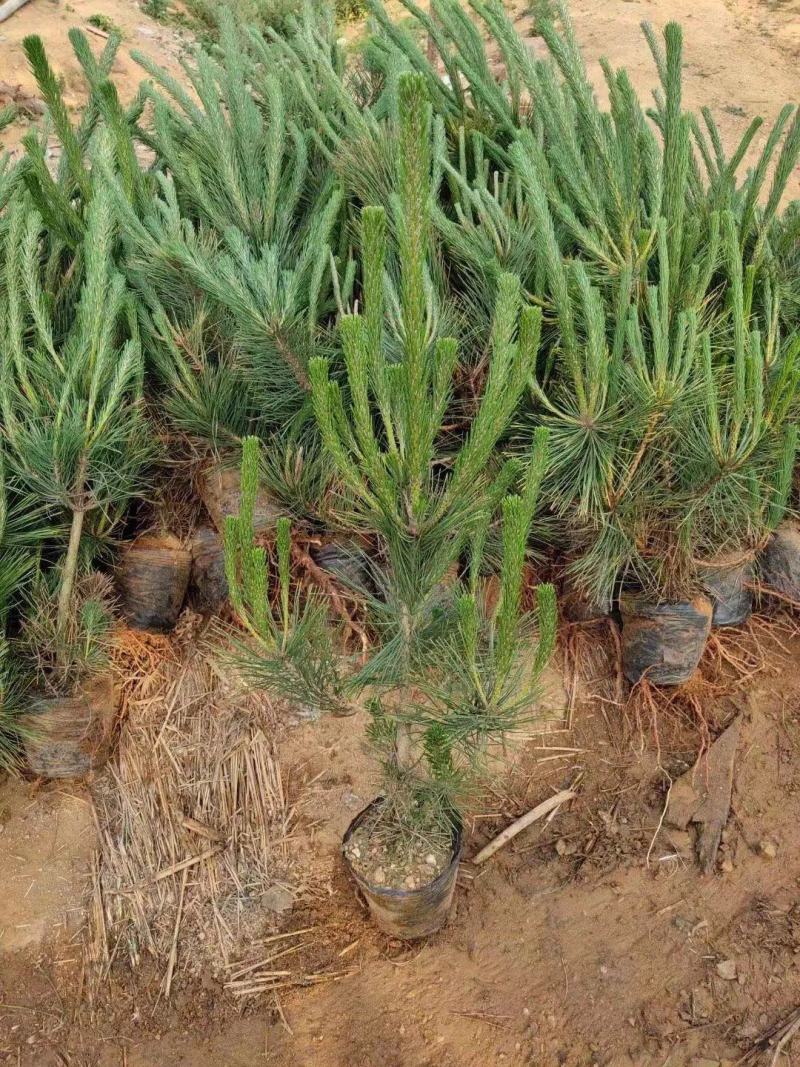黑松苗黑松树苗规格齐全大量供应基地直发