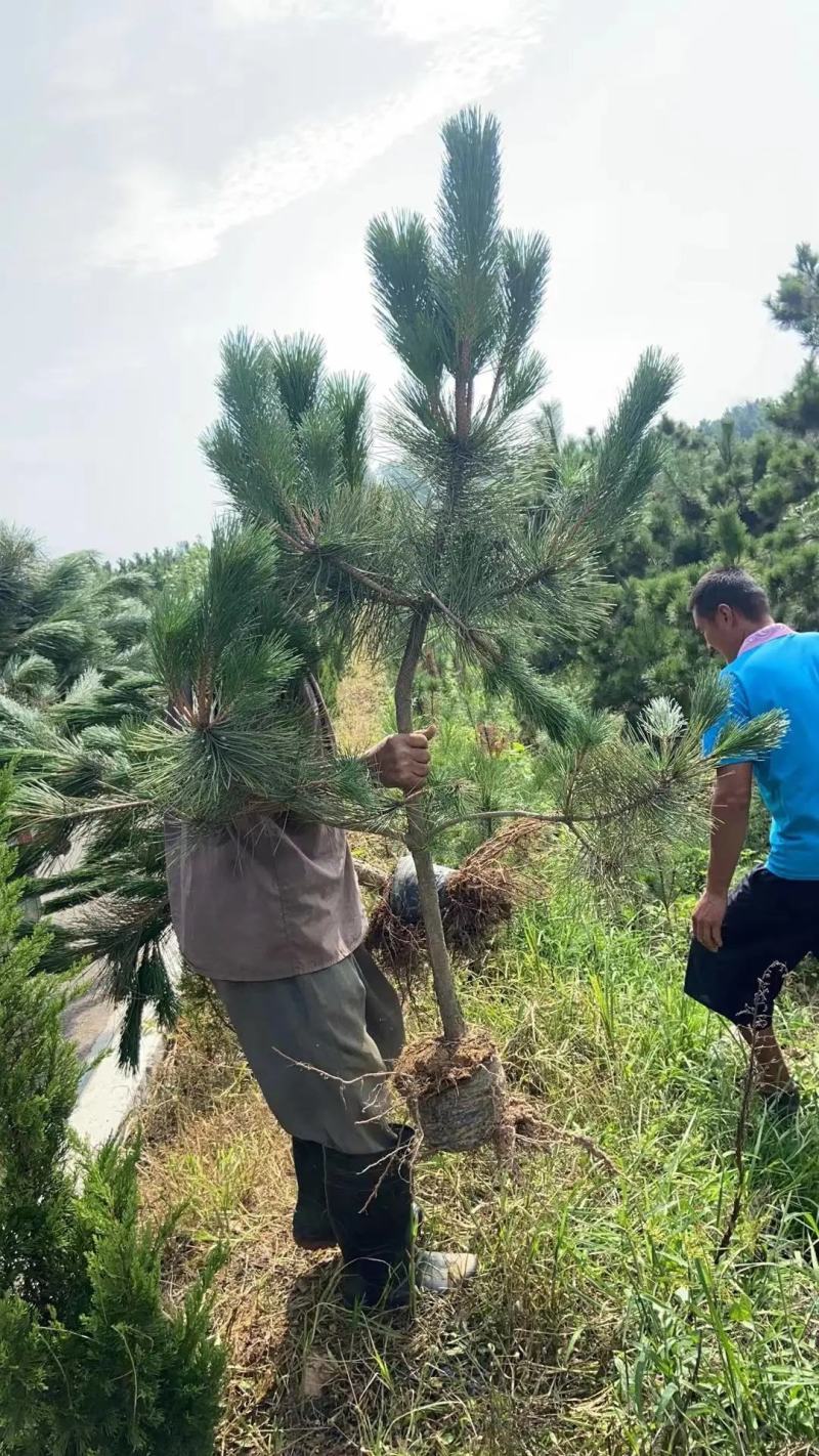 黑松苗黑松树苗规格齐全大量供应基地直发