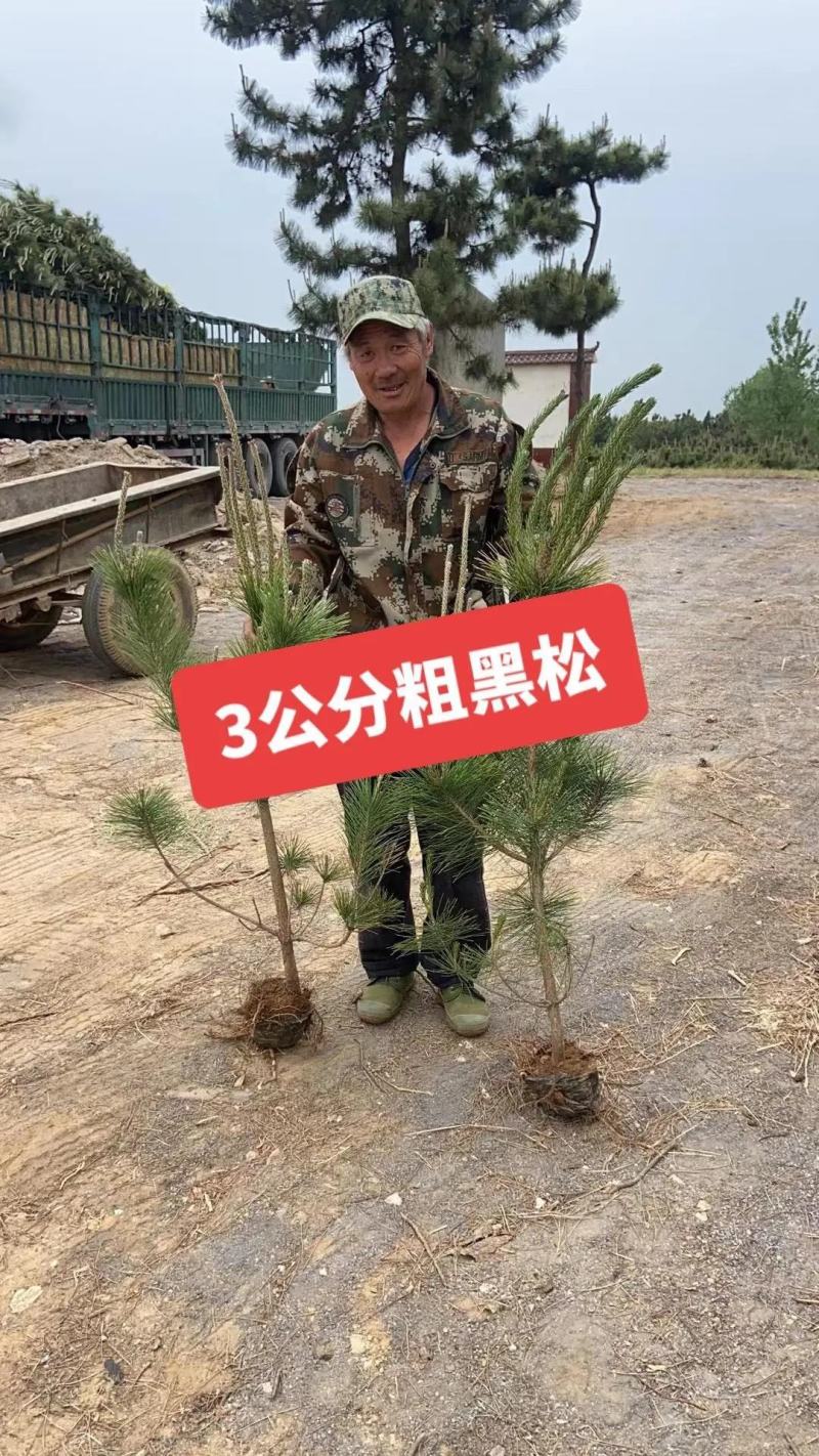 黑松苗黑松树苗规格齐全大量供应基地直发