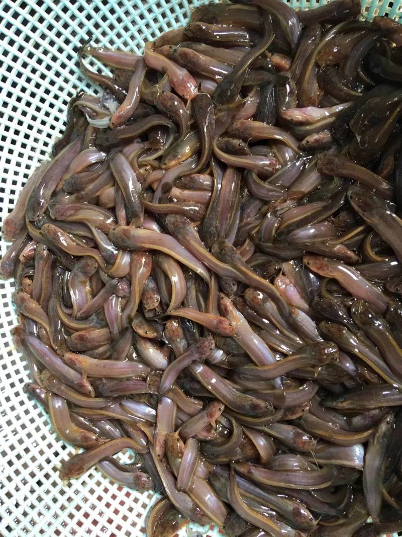 渔场直供杂交本地塘虱鱼苗供应纯种塘角鱼苗种三黄塘虱鱼苗