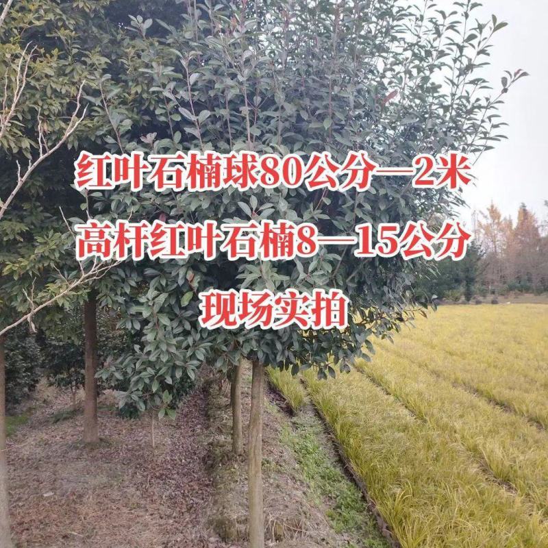 红叶石楠独杆苗红叶石楠球规格齐全大量现货