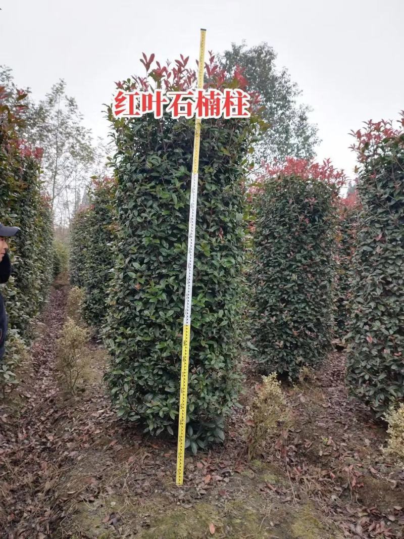 红叶石楠独杆苗红叶石楠球规格齐全大量现货
