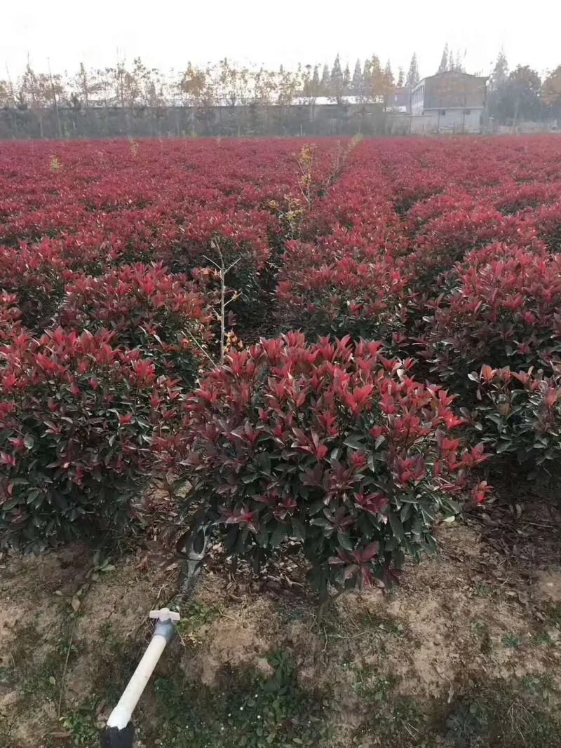 红叶石楠独杆苗红叶石楠球规格齐全大量现货