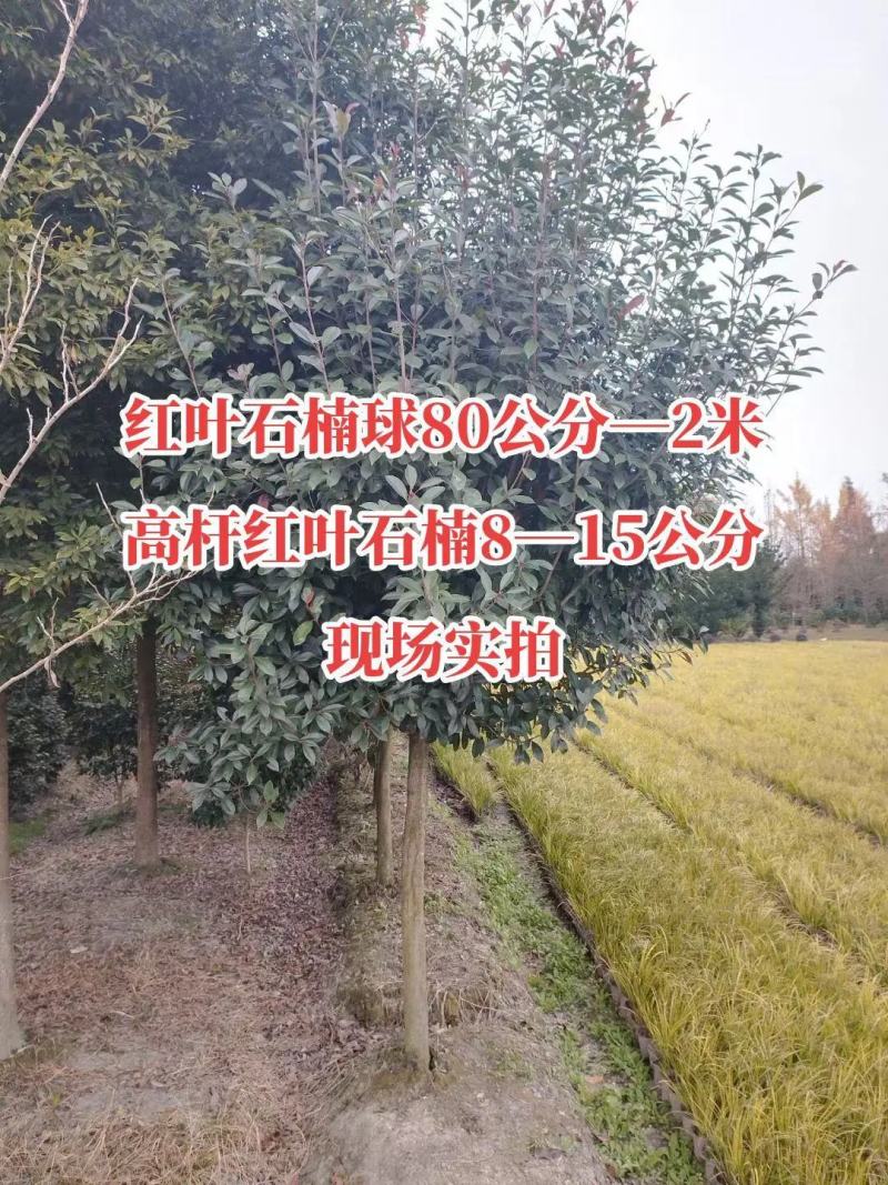 红叶石楠独杆苗红叶石楠球规格齐全大量现货
