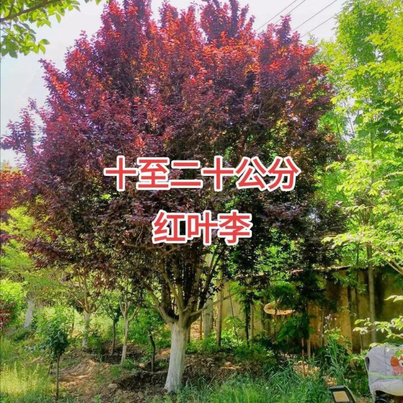 红叶李树苗红叶李球规格齐全大量现货2-15公分现货