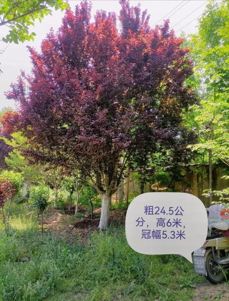 红叶李树苗红叶李球规格齐全大量现货2-15公分现货